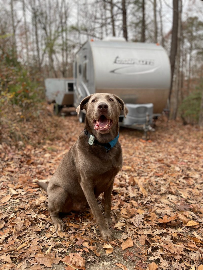 Dog wearing the Wing GPS Pet Tracker at a campsite