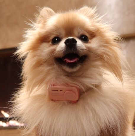 Dog wearing the Wing GPS Pet Tracker